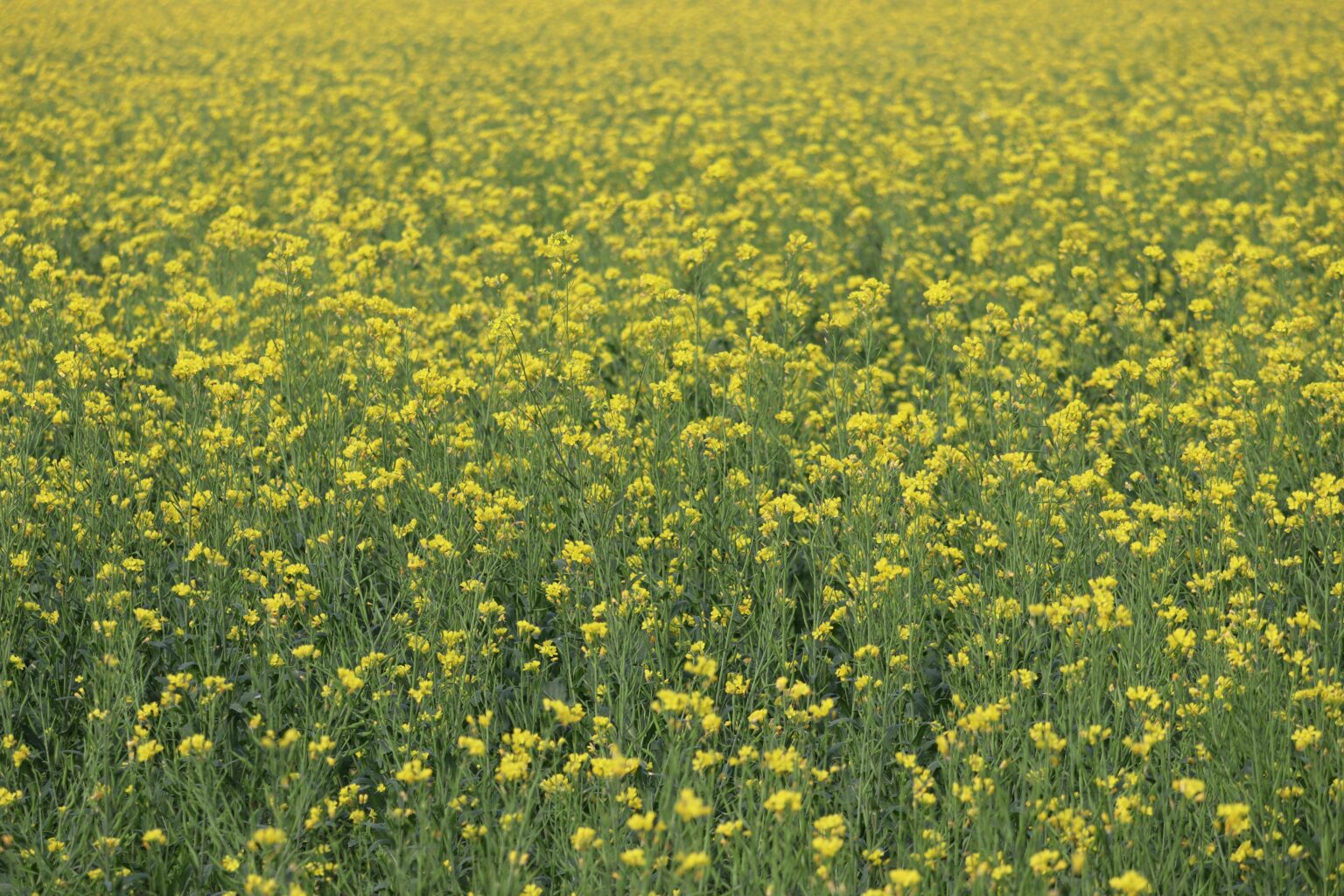 Blog Posts - Stonewall Forest Academy | Pleasant Shade TN