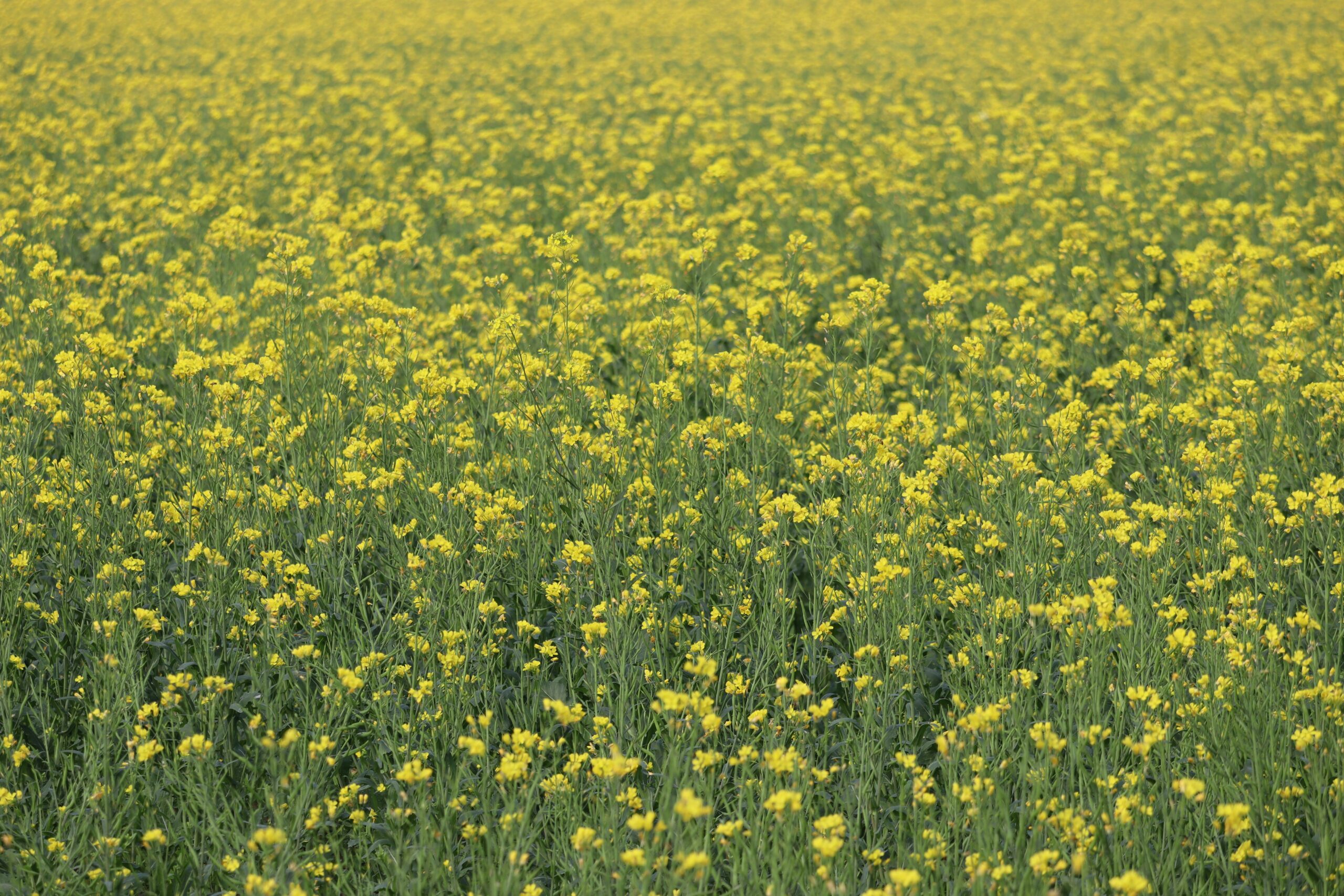 field mustard