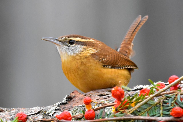 Carolina Wren perched on a branch with its tail cocked upward.