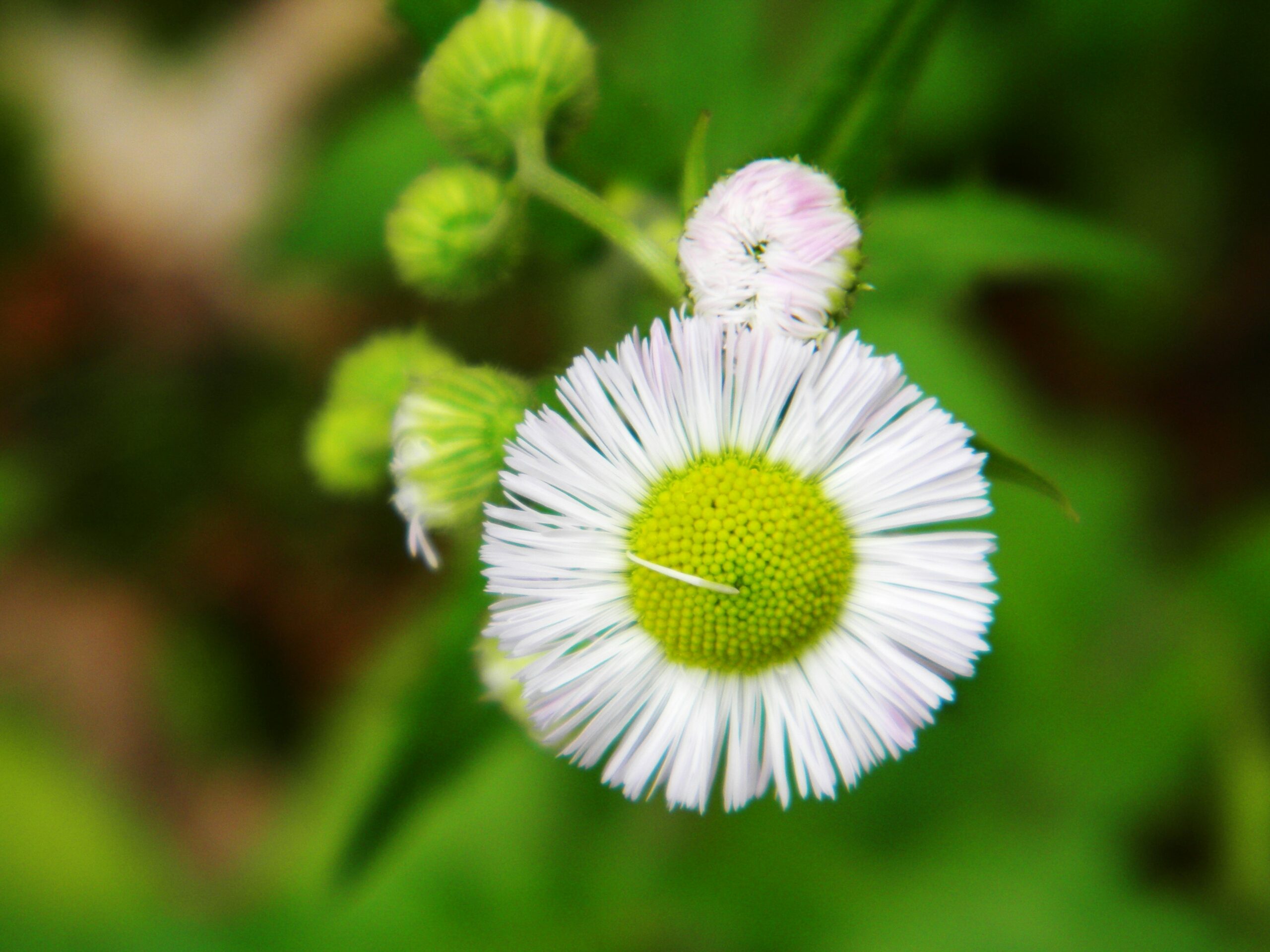 Close-up of Philadelphia Fleabane with pink fringed petals and yellow center blooming in spring.