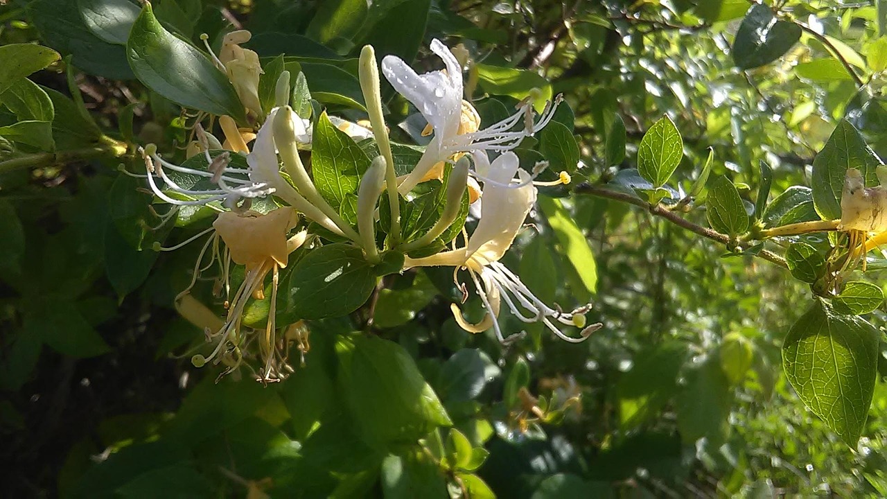 honeysuckle on the vine